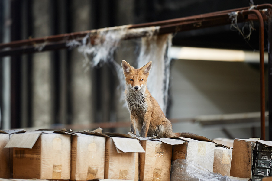 photo animalière