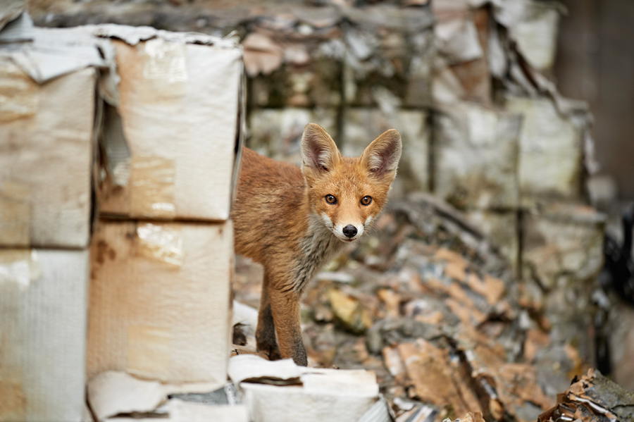 photo animaliaire