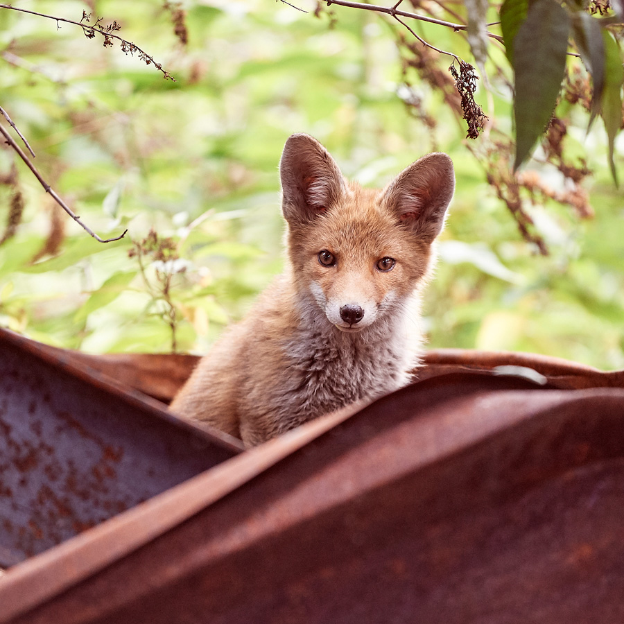 photo animalière