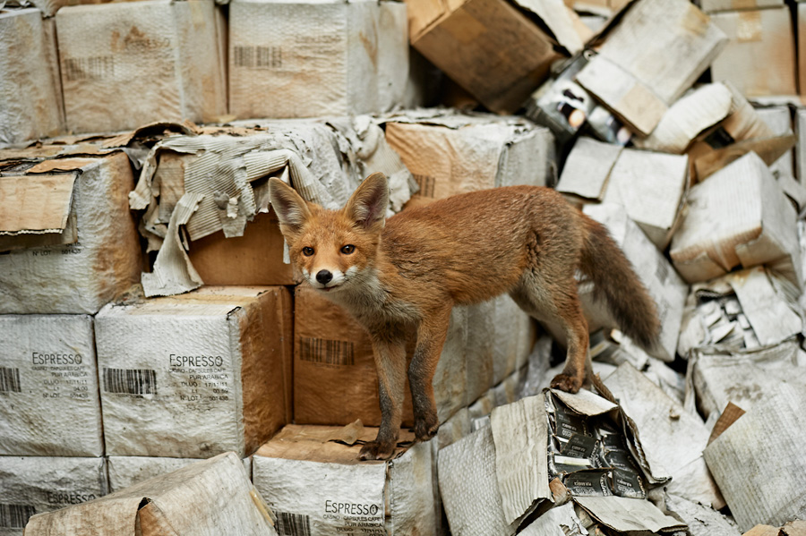 photo animalière