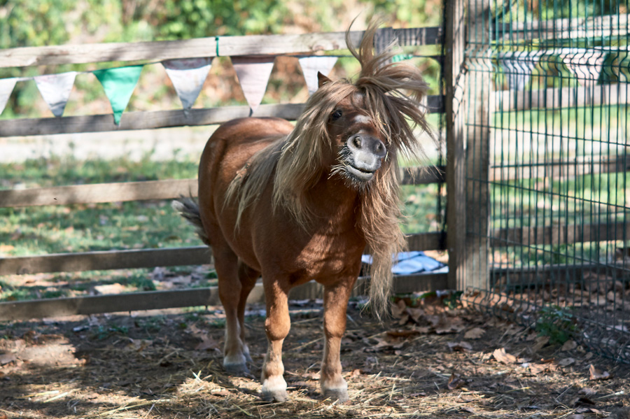 photo animalière