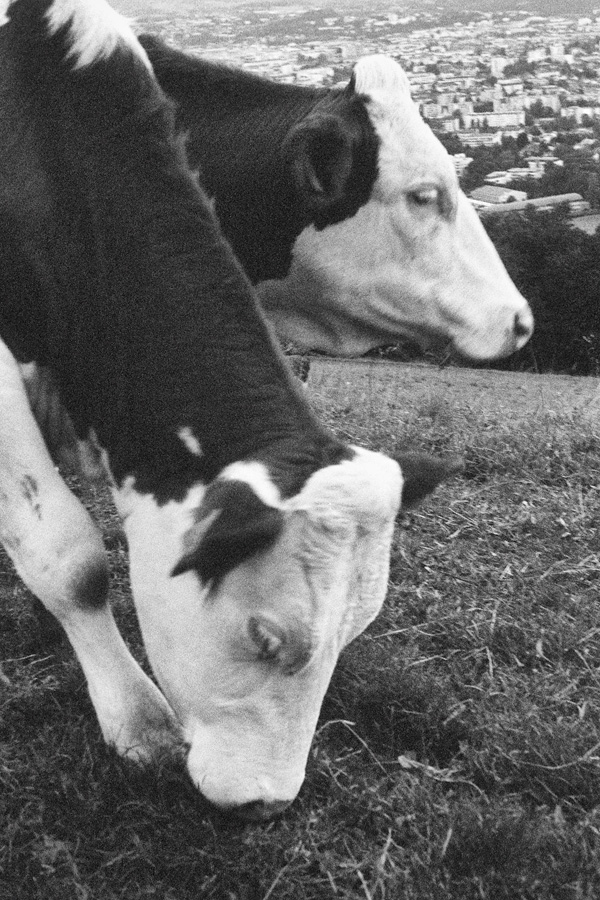 photo animalière